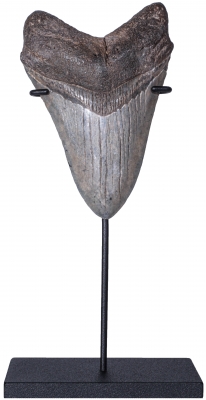 Зуб мегалодона 10,4 см