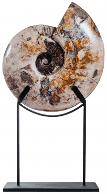 Аммонит Cleoniceras sp.