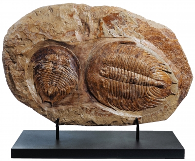 Трилобиты Dikelokephalina sp.