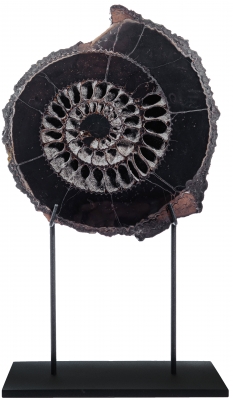 Аммонит Speetoniceras versicolor