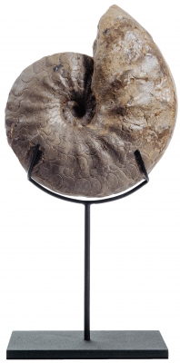 Аммонит Discoceratites wheyeri