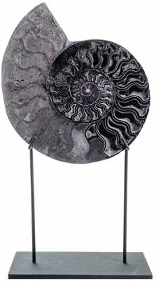 Аммонит Cleoniceras sp.