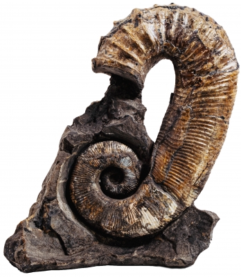 Аммонит Audouliceras sp.