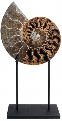 Аммонит Cleoniceras sp.