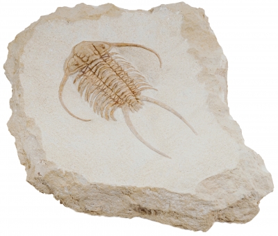 Трилобит Paraceraurus exsul