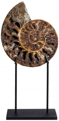 Аммонит Cleoniceras sp.