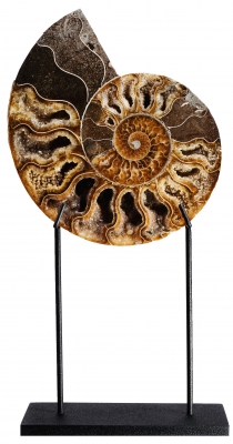 Аммонит Cleoniceras sp.