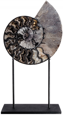 Аммонит Cleoniceras sp.