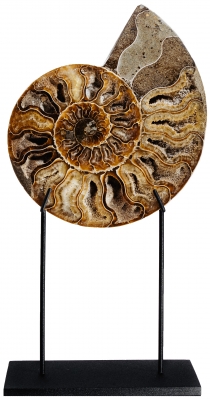 Аммонит Cleoniceras sp.