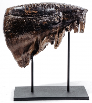 Зуб мамонта 