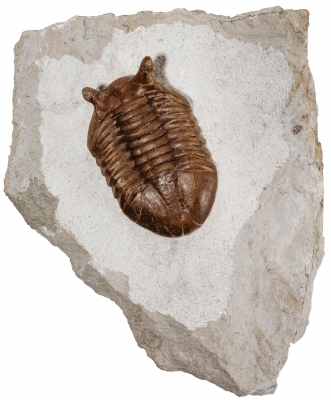 Трилобит Asaphus punctatus