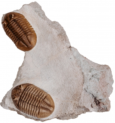 Трилобиты Asaphus lepidurus