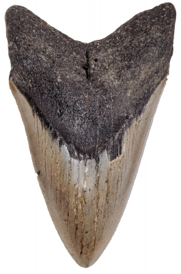 Зуб мегалодона 10,5 см