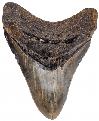 Зуб мегалодона 10,5 см