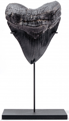 Зуб мегалодона 13,1 см музейного качества