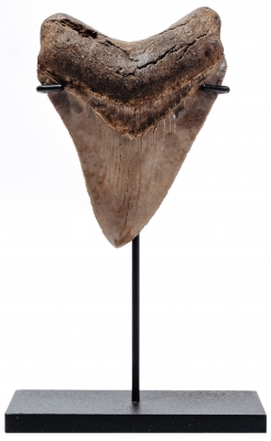 Зуб мегалодона 9,3 см коллекционного качества