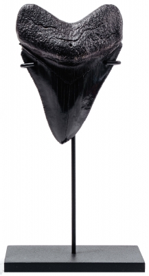 Зуб мегалодона 10,2 см коллекционного качества