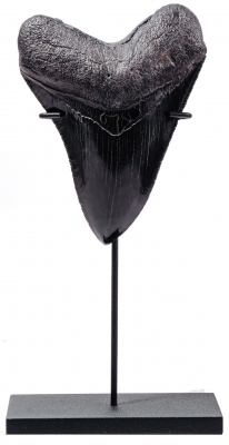 Зуб мегалодона 11,2 см коллекционного качества