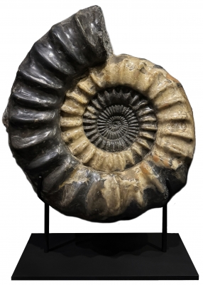 Аммонит Arietites sp.