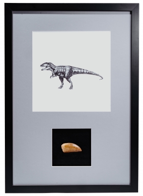 Панно с зубом динозавра Carcharodontosaurus saharicus