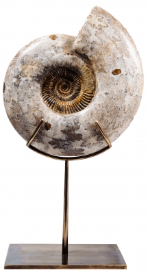 Аммонит Parkinsonia parkinson