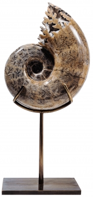 Аммонит Lytoceras sp.