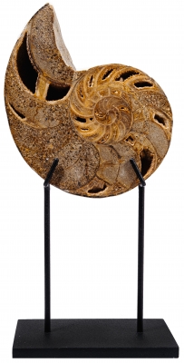 Наутилус Cymatoceras sp.