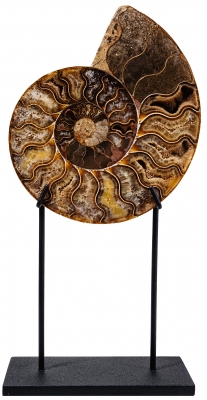 Аммонит Cleoniceras sp.