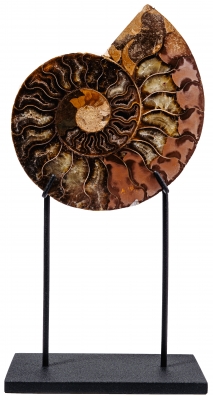 Аммонит Cleoniceras sp.