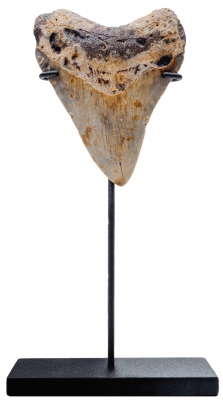 Зуб мегалодона 9 см