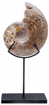 Аммонит Shloenbacchia sp.