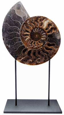 Аммонит Cleoniceras sp.