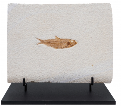 Рыба Knightia sp.