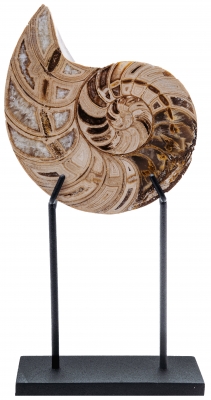 Наутилус Cymatoceras sp.