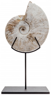 Аммонит Cleoniceras sp.