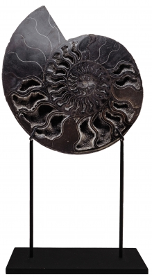 Аммонит Cleoniceras sp.