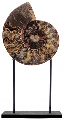 Аммонит Cleoniceras sp.