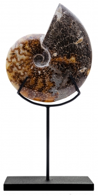 Аммонит Cleoniceras sp.