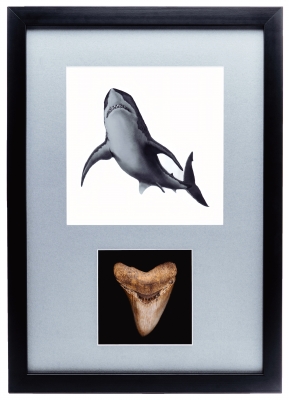 Панно с зубом мегалодона 10,5 см