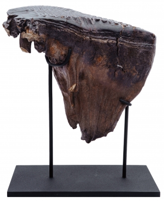 Зуб мамонта 