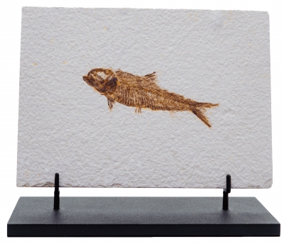 Рыба Knightia sp. 