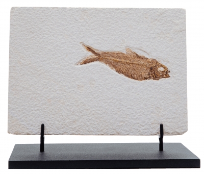 Рыба Knightia sp. 