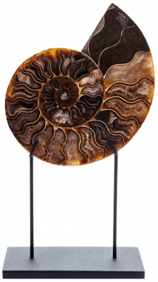 Аммонит Cleoniceras sp.