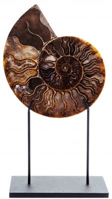 Аммонит Cleoniceras sp.