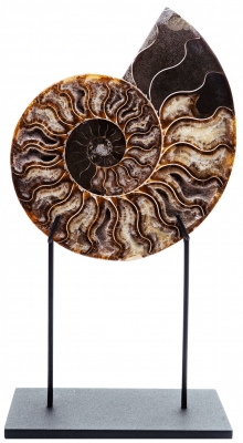 Аммонит Cleoniceras sp.