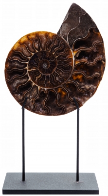 Аммонит Cleoniceras sp.