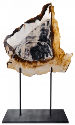 Окаменелая секвойя