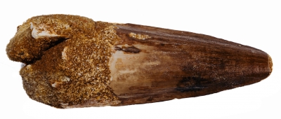 Зуб спинозавра