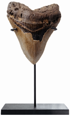 Зуб мегалодона 11,5 см
