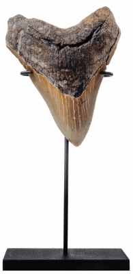 Зуб мегалодона 11 см